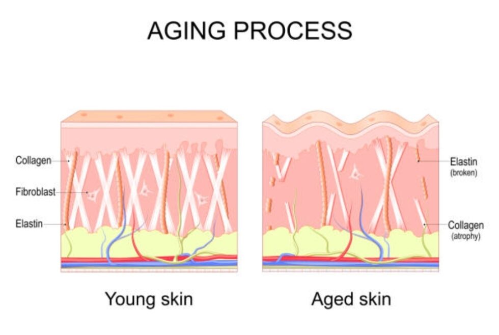 Understanding Aging: How It Affects The Anatomy of Your Face | Your ...